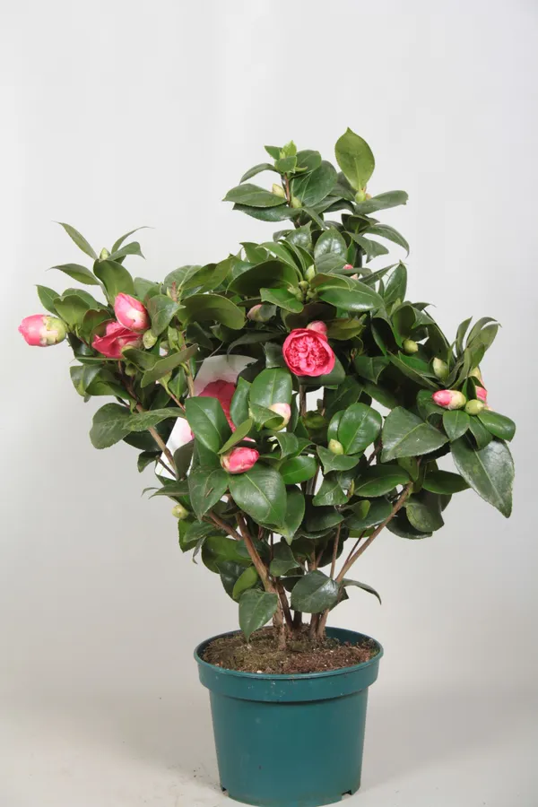 Camellia_(Volunteer)_Flowering_Plant_&_Tree_(1.5-3.5_Ft_Hight)_For_Shrub/Bush/Home_Garden_(Hybrid,_Pack_Of_1)
