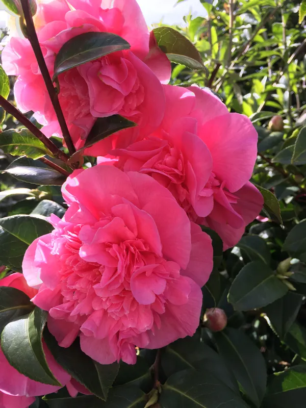 Camellia_(Volunteer)_Flowering_Plant_&_Tree_(1.5-3.5_Ft_Hight)_For_Shrub/Bush/Home_Garden_(Hybrid,_Pack_Of_1)