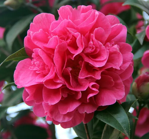 Camellia_(Volunteer)_Flowering_Plant_&_Tree_(1.5-3.5_Ft_Hight)_For_Shrub/Bush/Home_Garden_(Hybrid,_Pack_Of_1)