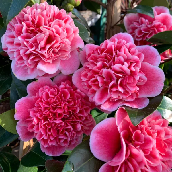 Camellia_"Volunteer"_Variety__Flower_Plant_&_Tree_For_Shrub/Bush/Home_Gardening_(1.5-3.5_Ft_Plant_Hight)_Pack_Of_1