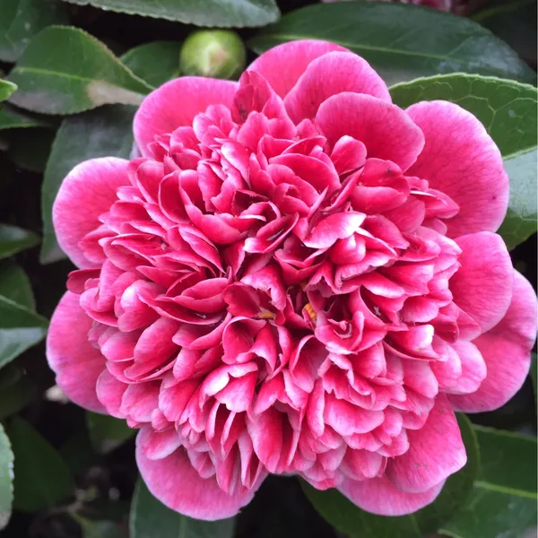 Camellia_"Volunteer"_Variety__Flower_Plant_&_Tree_For_Shrub/Bush/Home_Gardening_(1.5-3.5_Ft_Plant_Hight)_Pack_Of_1