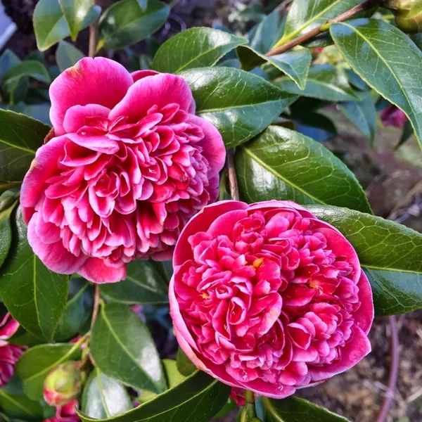 Camellia_"Volunteer"_Variety__Flower_Plant_&_Tree_For_Shrub/Bush/Home_Gardening_(1.5-3.5_Ft_Plant_Hight)_Pack_Of_1