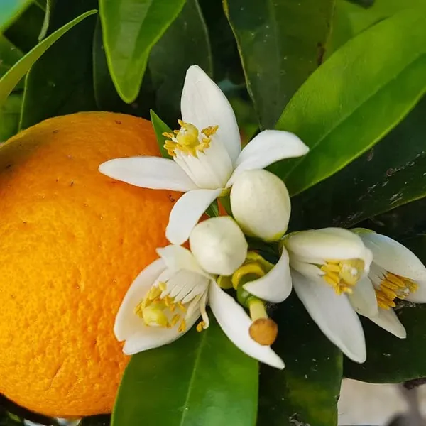 Red_Navel_Orange_(_Cara_Cara_Orange)_Hybrid_Plant_(Pack_of_1)