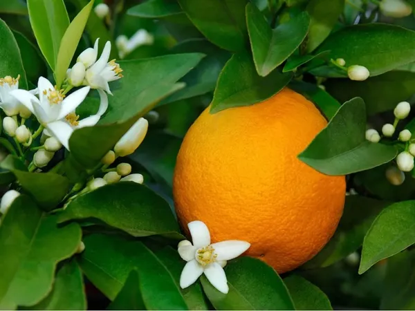Red_Navel_Orange_(_Cara_Cara_Orange)_Hybrid_Plant_(Pack_of_1)