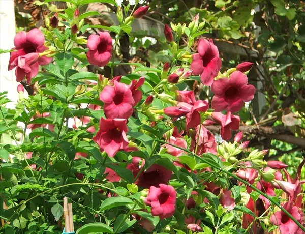 Allamanda_Flowering_Plant_For_Home_Decoration/Gardening_(Hybrid,_Pack_Of_1)
