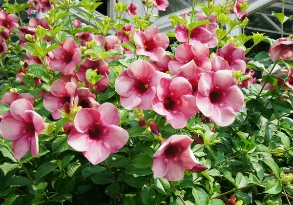 Allamanda_Flowering_Plant_For_Home_Decoration/Gardening_(Hybrid,_Pack_Of_1)