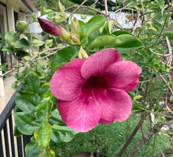 Allamanda_Flowering_Plant_For_Home_Decoration/Gardening_(Hybrid,_Pack_Of_1)
