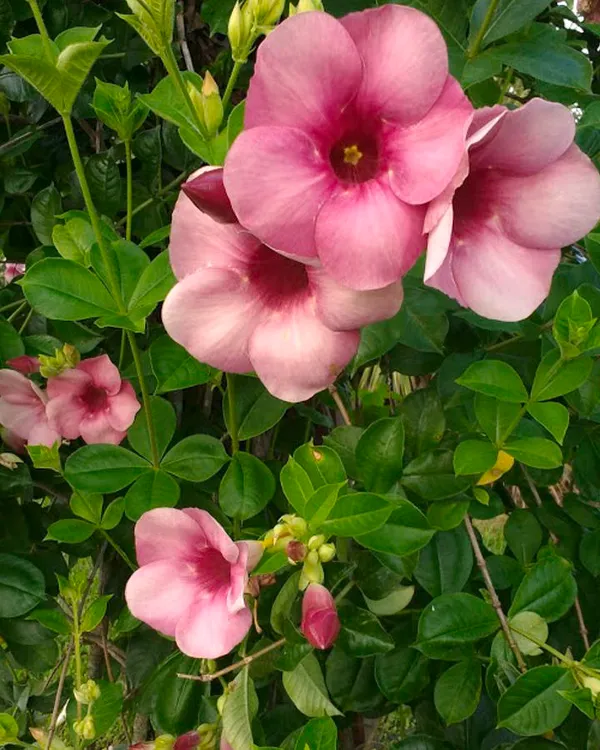 Allamanda_Flowering_Plant_For_Home_Decoration/Gardening_(Hybrid,_Pack_Of_1)