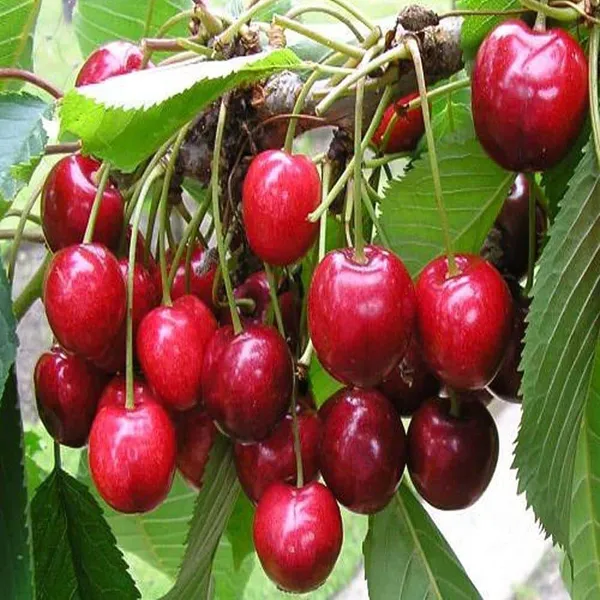 Cherry_Healthy_Fruit_Plant_&_Tree_For_Home_Gardening_(Hybrid,_Pack_Of_1)