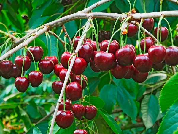Cherry_Healthy_Fruit_Plant_&_Tree_For_Home_Gardening_(Hybrid,_Pack_Of_1)