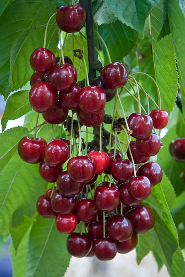 Cherry_Healthy_Fruit_Plant_&_Tree_For_Home_Gardening_(Hybrid,_Pack_Of_1)