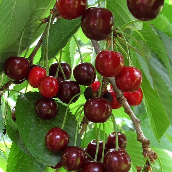 Cherry_Healthy_Fruit_Plant_&_Tree_For_Home_Gardening_(Hybrid,_Pack_Of_1)
