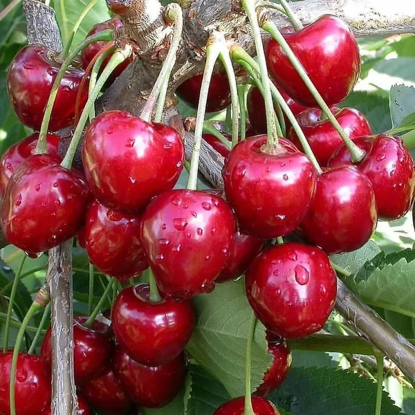 Cherry_Healthy_Fruit_Plant_&_Tree_For_Home_Gardening_(Hybrid,_Pack_Of_1)
