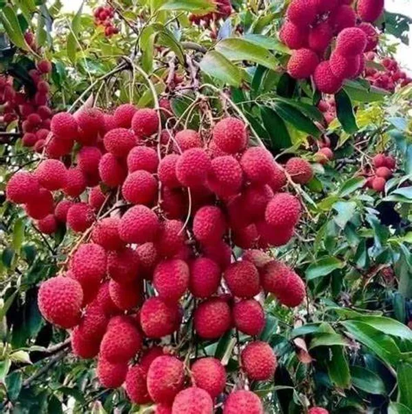 China3_Litchi_Plant_(Pack_of_1)