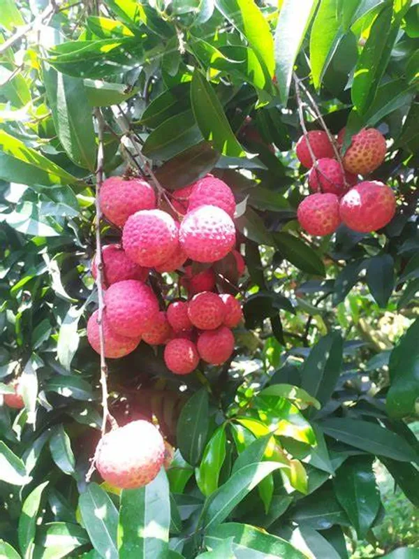 China3_Litchi_Plant_(Pack_of_1)