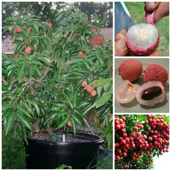 China3_Litchi_Plant_(Pack_of_1)