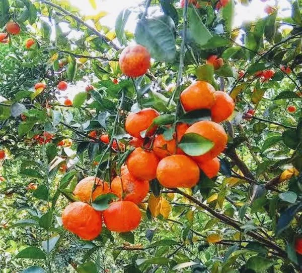 Chinese_(Grafted)_Sweet_Ramrango_Hybrid_Orange_Fruit_Plant_1.5-3.5_Ft_(Pack_of_1)