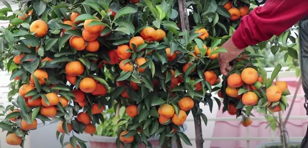 Chinese_(Grafted)_Sweet_Ramrango_Hybrid_Orange_Fruit_Plant_1.5-3.5_Ft_(Pack_of_1)