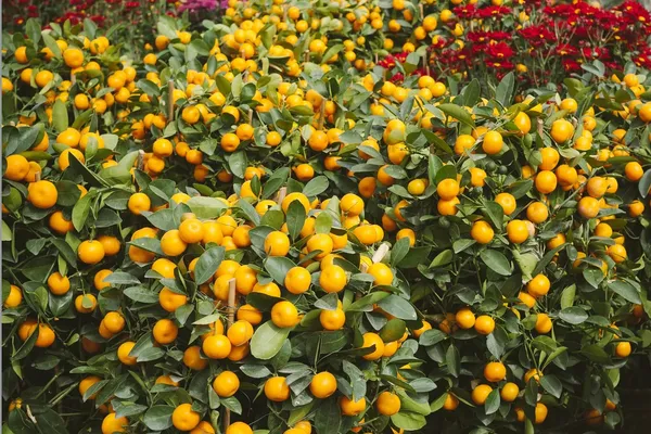 Chiness_Orange_Healthy_Fruit_Plant_1.5-3.5_Ft_Hight_(Grafted)_Orange_Plant_(Pack_Of_1)