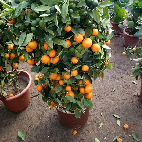 Chiness_Orange_Healthy_Fruit_Plant_1.5-3.5_Ft_Hight_(Grafted)_Orange_Plant_(Pack_Of_1)