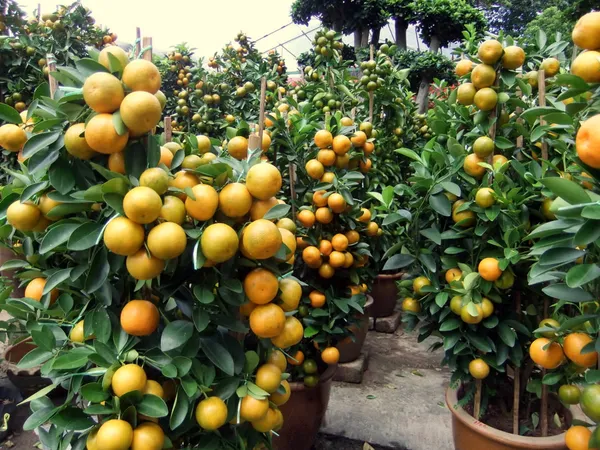 Chiness_Orange_Healthy_Fruit_Plant_1.5-3.5_Ft_Hight_(Grafted)_Orange_Plant_(Pack_Of_1)