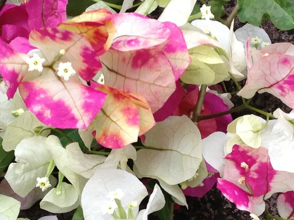 Chitra_Bougainvillea_Flowering_Plants_(Pack_Of_1)