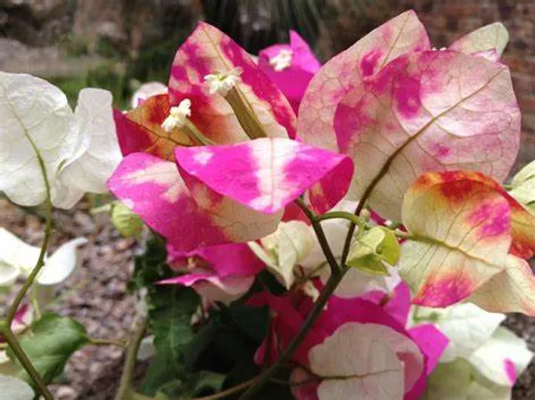 Chitra_Bougainvillea_Flowering_Plants_(Pack_Of_1)
