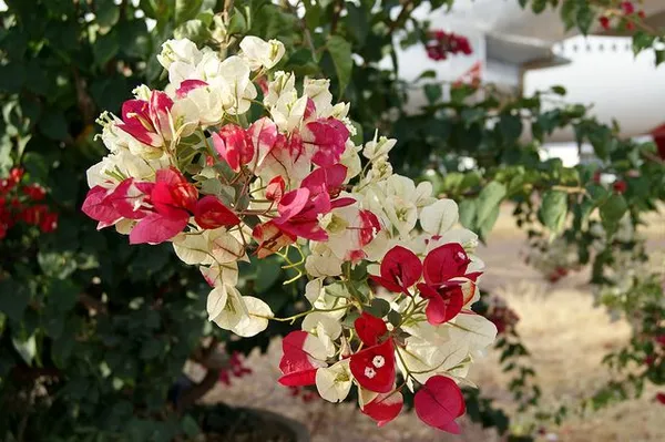 Chitra_Bougainvillea_Flowering_Plants_(Pack_Of_1)