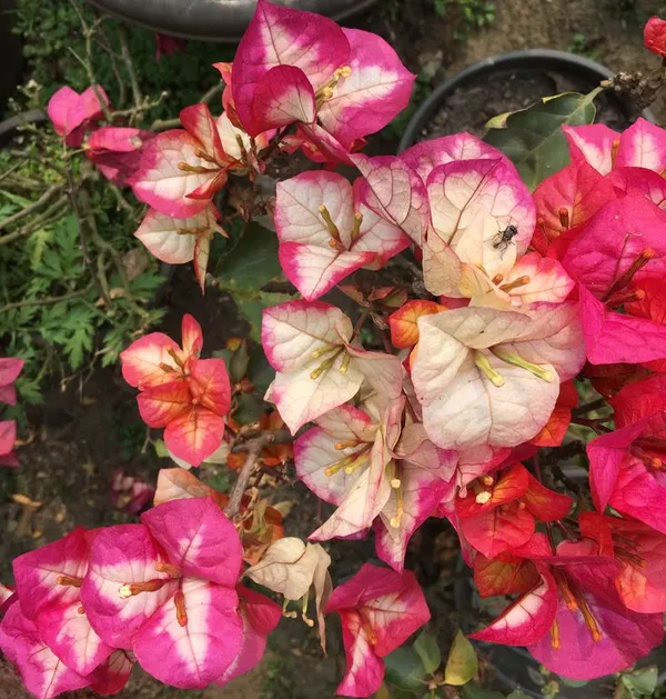 Chitra_Varieties_Bougainvillea_Plant_(Chitra_Bougainvilla)