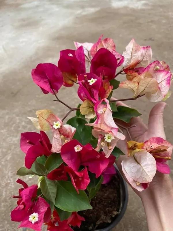 Chitra_Varieties_Bougainvillea_Plant_(Chitra_Bougainvilla)