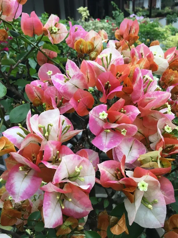 Chitra_Varieties_Bougainvillea_Plant_(Chitra_Bougainvilla)