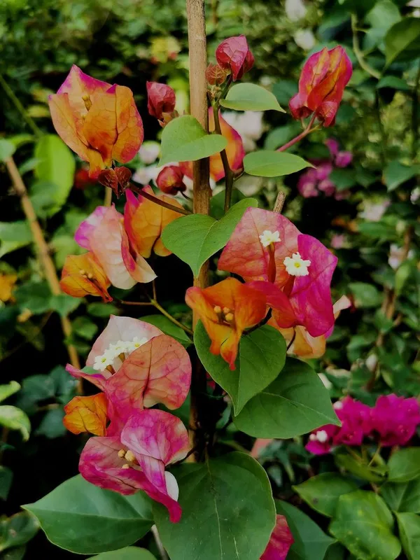 Chitra_Varieties_Bougainvillea_Plant_(Chitra_Bougainvilla)