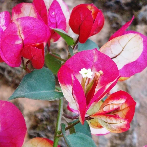 Chitra_Varieties_Bougainvillea_Plant_(Chitra_Bougainvilla)
