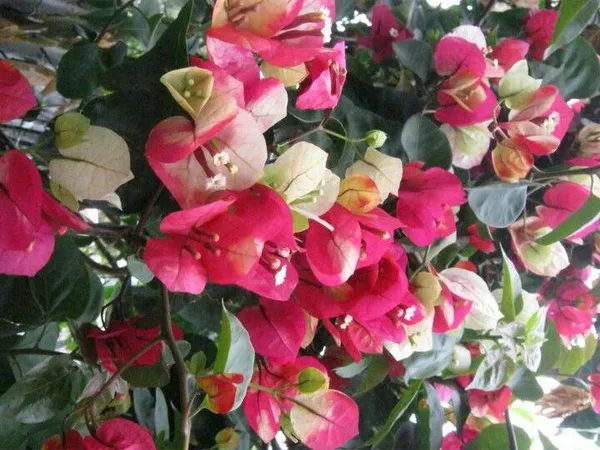 Chitra_Varieties_Bougainvillea_Plant_(Chitra_Bougainvilla)