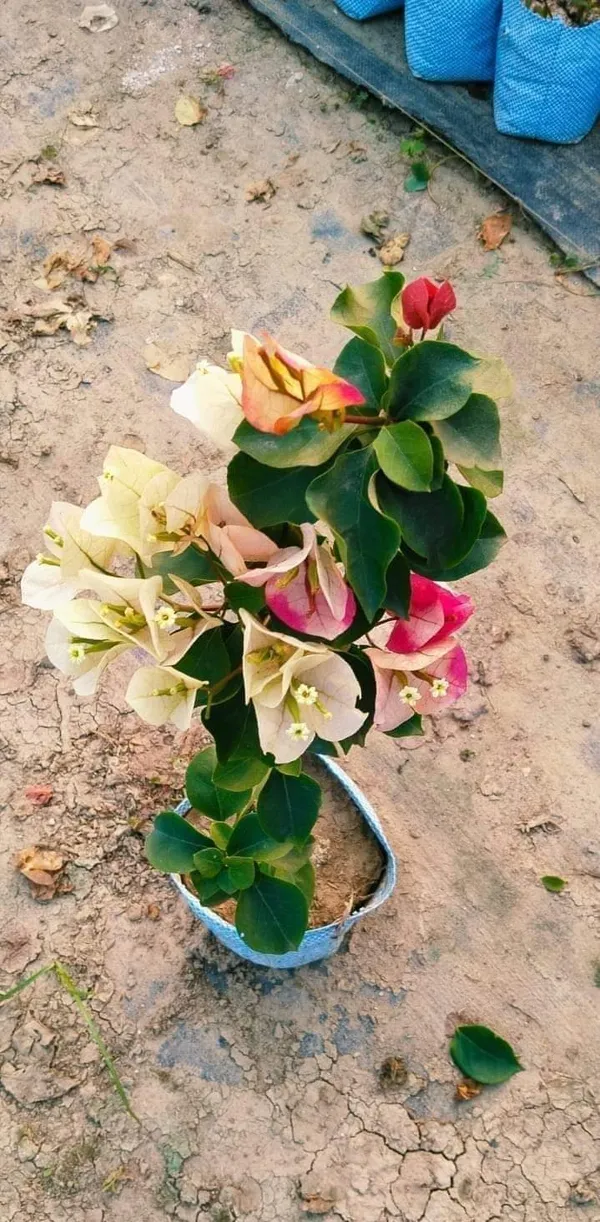 Chitra_Variety_Bougainvillea_Flower_Plant_&_Tree_(1.5-3.5_Ft_Hight)_For_Home_Gardening_(Grafted,_Pack_Of_1)