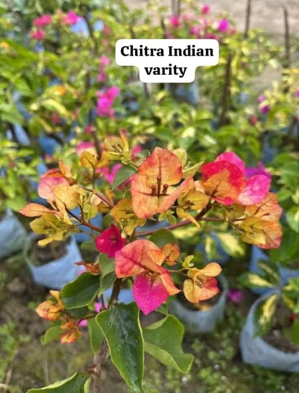Chitra_Variety_Bougainvillea_Flower_Plant_&_Tree_(1.5-3.5_Ft_Hight)_For_Home_Gardening_(Grafted,_Pack_Of_1)
