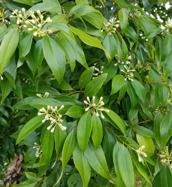 Cinnamon_Plant_(Daruchini)_Pack_of_1