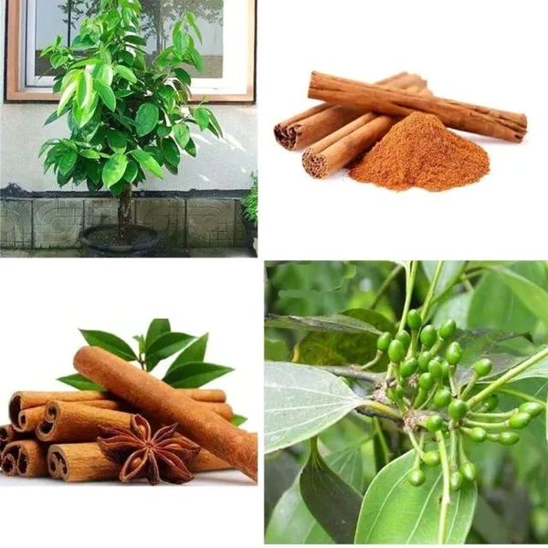 Cinnamon_Plant_(Daruchini)_Pack_of_1
