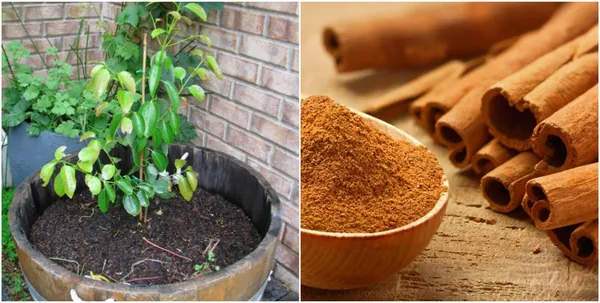 Cinnamon_Plant_(Daruchini)_Pack_of_1