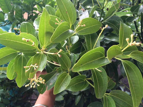 Cinnamon_Plant_(Daruchini)_Pack_of_1