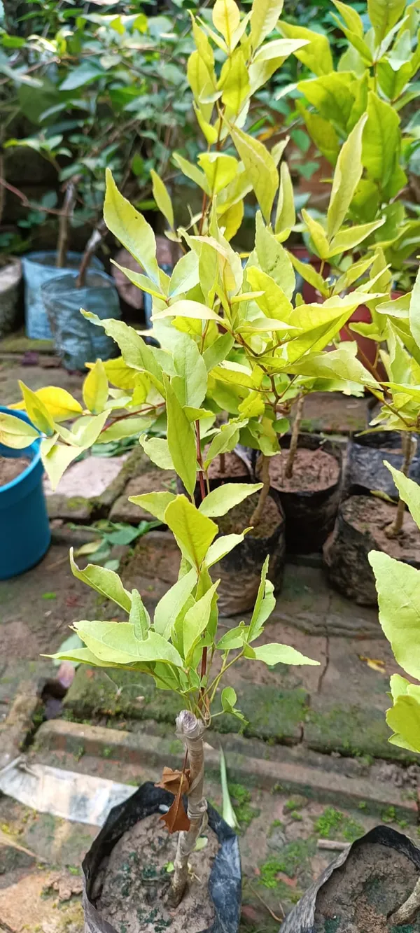 Thai_Hybrid_Seedless_Beal_Plant_(Grafted)_1.5-3.5_Ft_(Pack_of_1)