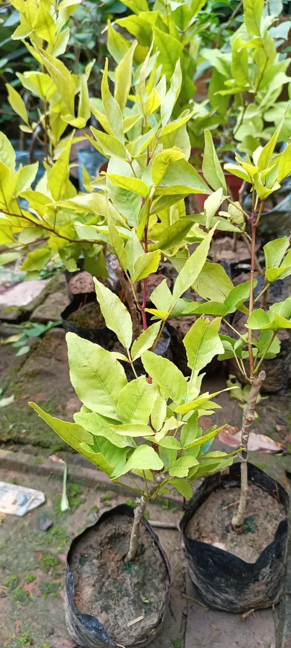 Thai_Hybrid_Seedless_Beal_Plant_(Grafted)_1.5-3.5_Ft_(Pack_of_1)