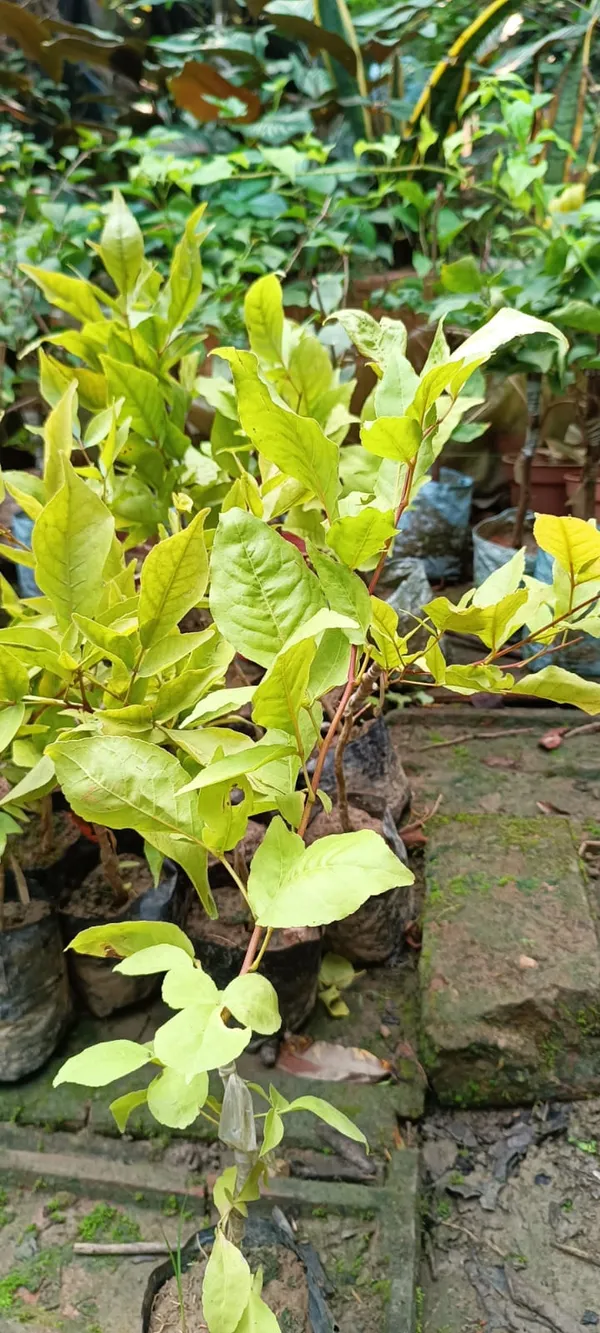 Thai_Hybrid_Seedless_Beal_Plant_(Grafted)_1.5-3.5_Ft_(Pack_of_1)