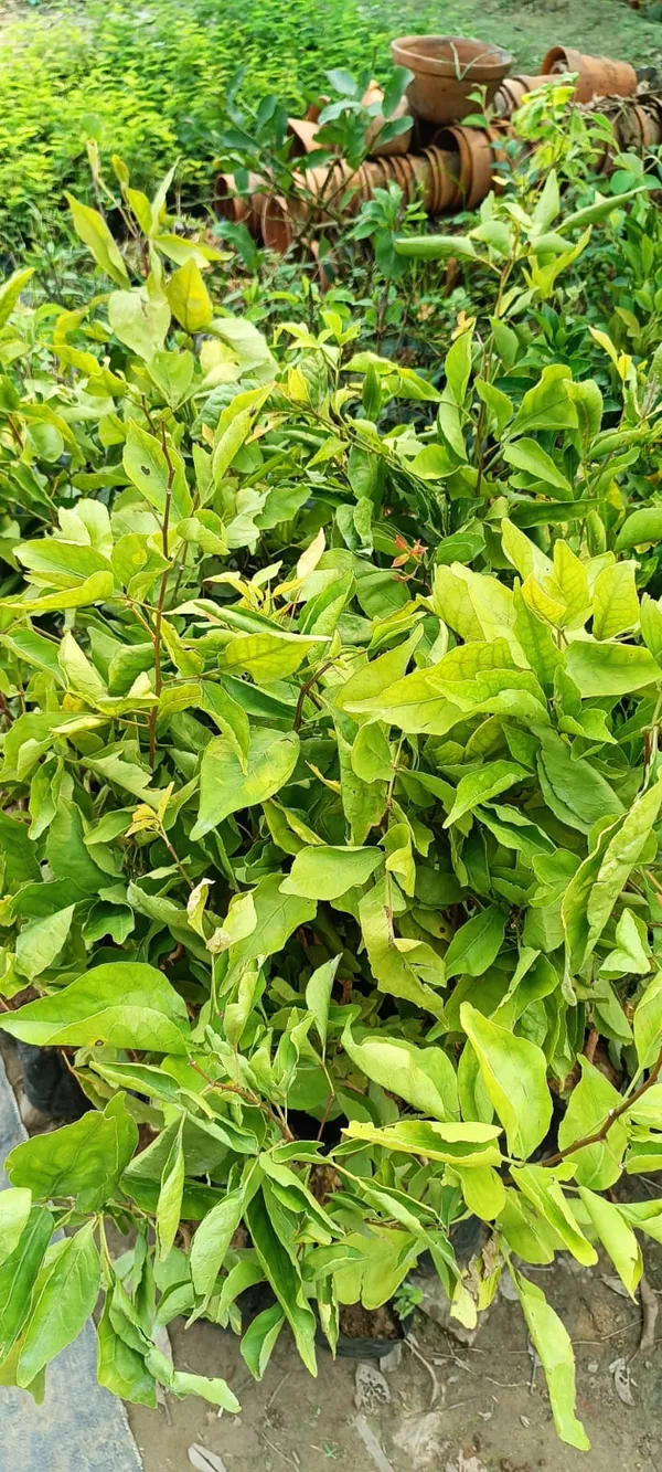Thai_Hybrid_Seedless_Beal_Plant_(Grafted)_1.5-3.5_Ft_(Pack_of_1)