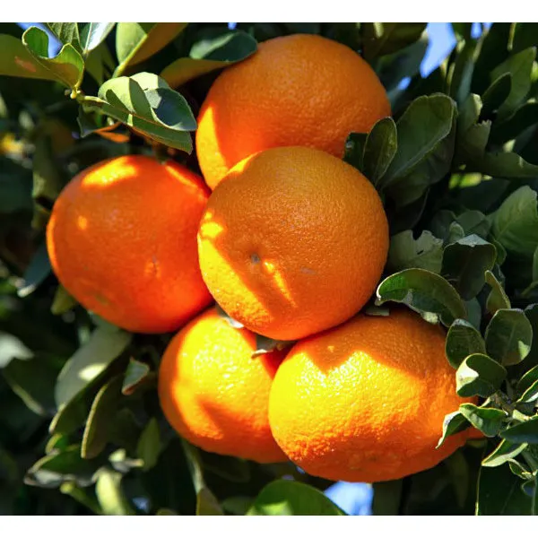 Clementine_Hybrid_(Grafted)_Orange_Plant_(Pack_of_1)