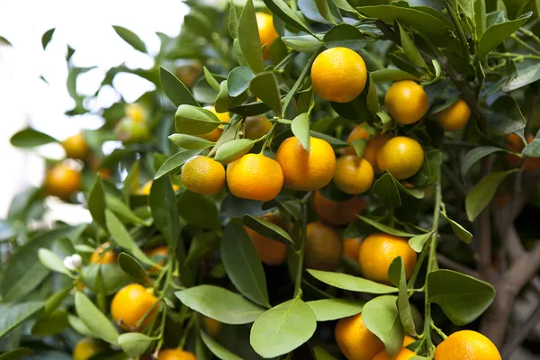 Clementine_Hybrid_(Grafted)_Orange_Plant_(Pack_of_1)