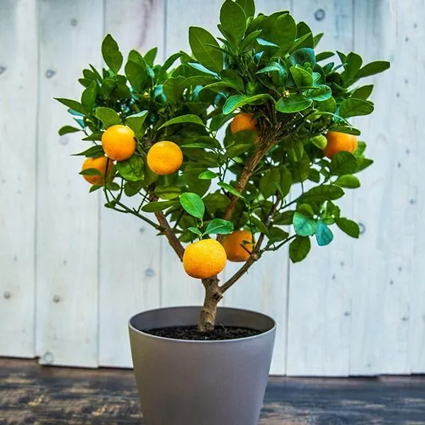 Clementine_Hybrid_(Grafted)_Orange_Plant_(Pack_of_1)