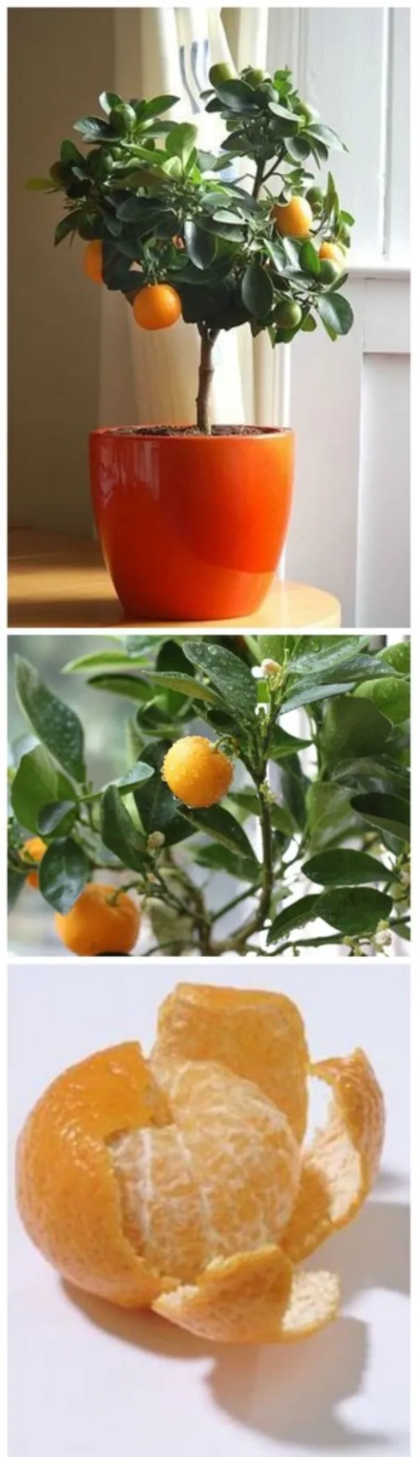 Clementine_Hybrid_(Grafted)_Orange_Plant_(Pack_of_1)