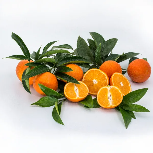 Clementine_Hybrid_(Grafted)_Orange_Plant_(Pack_of_1)