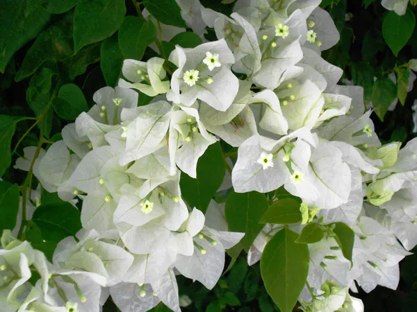 Coconut_Ice_Bougainvillea_(Grafted)_?_Flowering_Plant_(_Pack_Of_1_)
